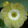 Primula Auricula Lucy Locket - Abriachan Nurseries